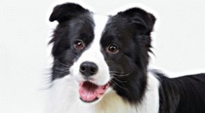 Border Collie TOP 5 most obedient dogs