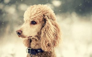 Poodle TOP 5 most obedient dogs