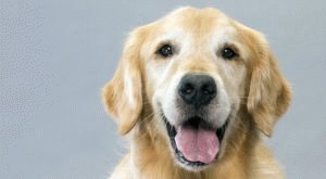 Large breed will not leave anyone indifferent. TOP 5 most obedient dogs