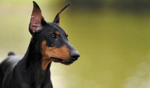 The Doberman is a medium sized standard large breed.TOP 5 most obedient dogs