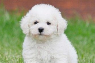 Bichon Frise Photo