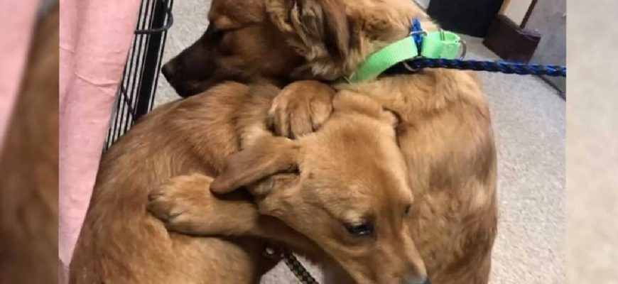 Animal Charity of Rescue Puppies Hug