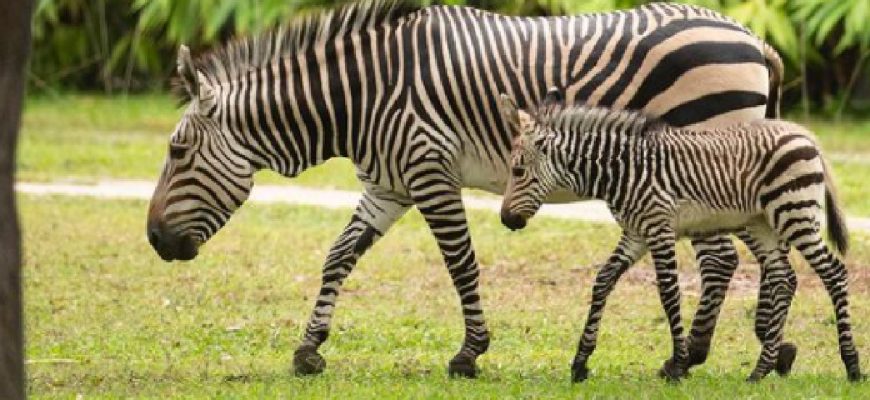 A Zebra And A Baby Rhino