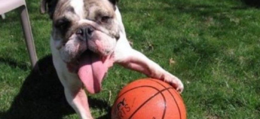 Plays Basketball