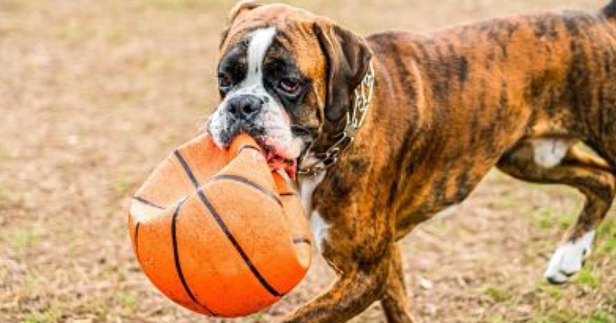 Lilo to Dog Plays Basketball