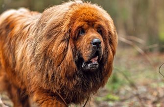 A Dog With A Very Unique and rare dog breeds