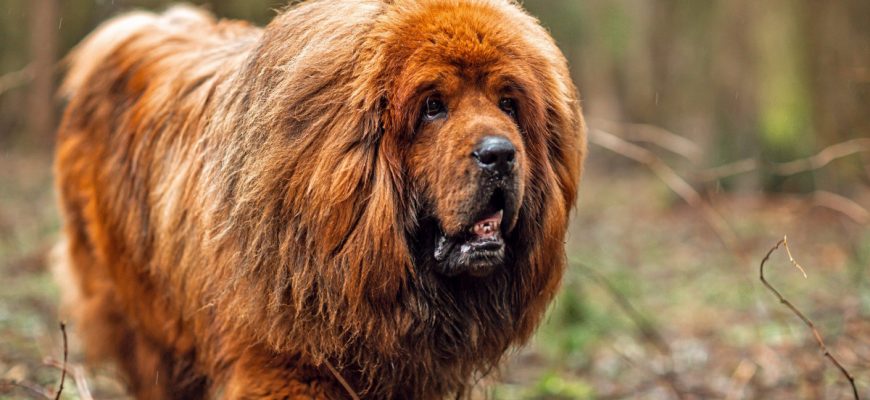 A Dog With A Very Unique and rare dog breeds