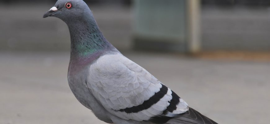 Pigeon might not change the minds