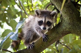 A raccoons crawls up a tree