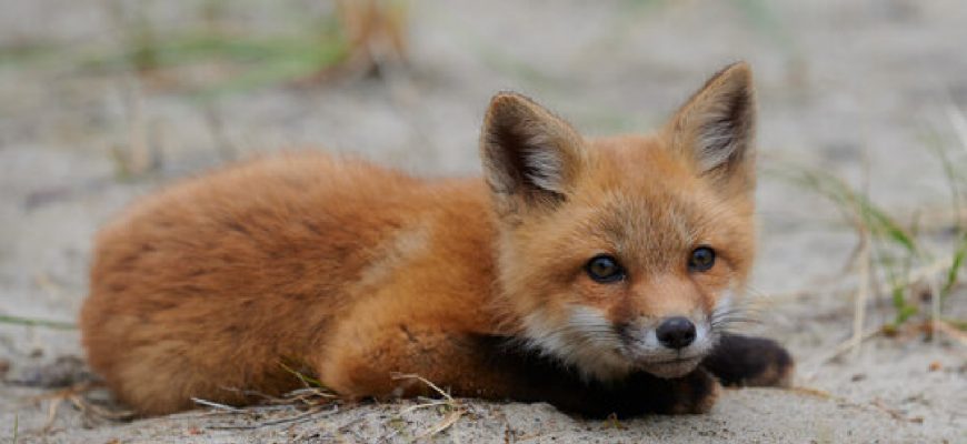 Life Of The Baby Fox