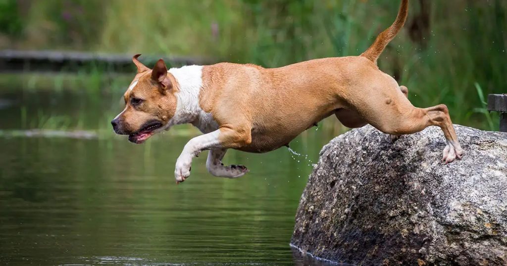 dog jumping into the water