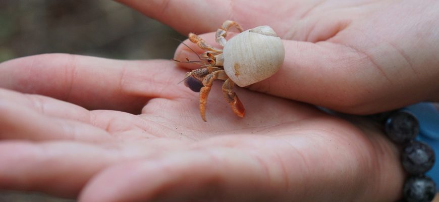 Woman finds hermit crabs being given away on Craigslist and gives them a dream life