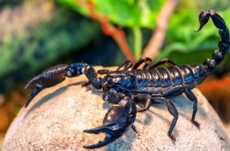 Black Imperial Scorpion and African Imperial Scorpion.