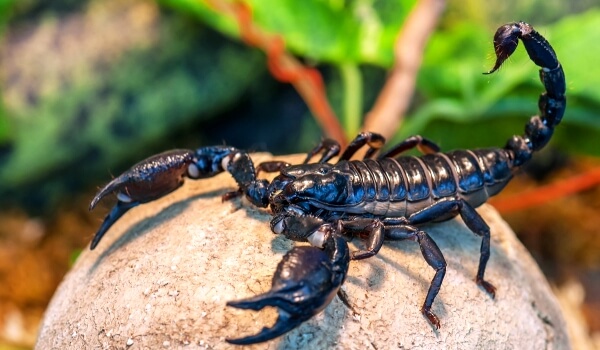 Black Imperial Scorpion and African Imperial Scorpion.