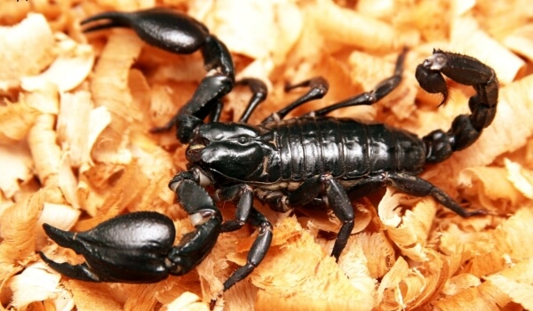 The imperial scorpion is dark blue or bright black in color.