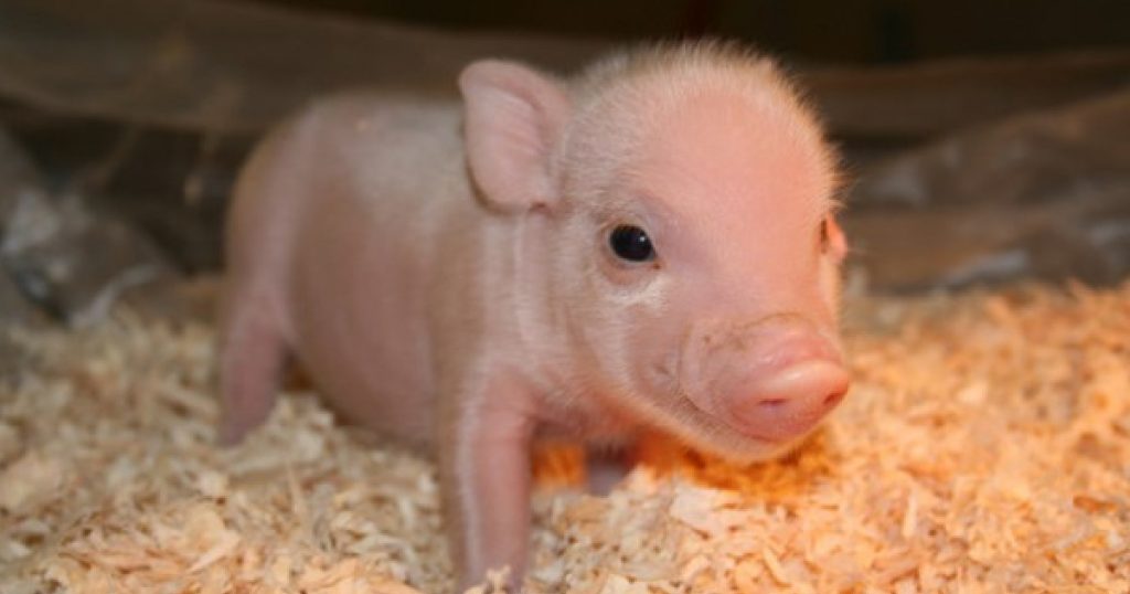 Even simply standing Little Piglet