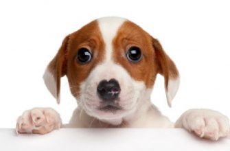 Find Scared dog stock images