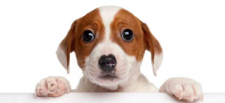 Find Scared dog stock images