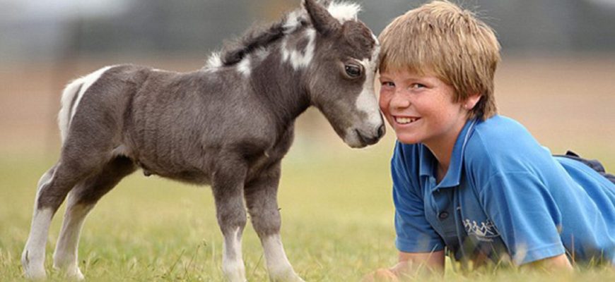 Baby Mini Horse