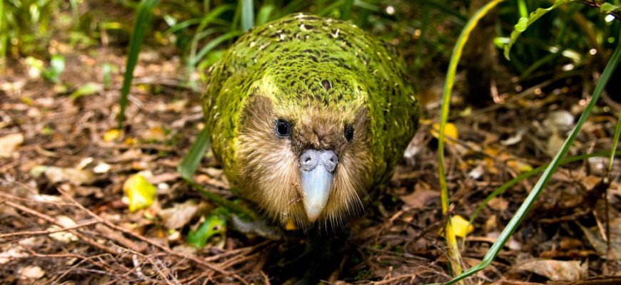Another one gets Baby Kakapo