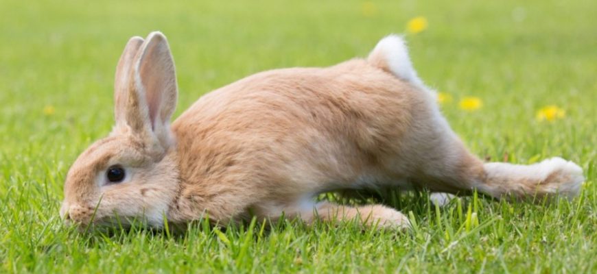 The Story Of A Disabled Bunny