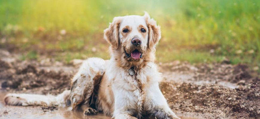 The Best Wedding Pictures Of Dog