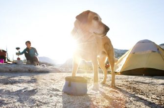 Dogs Also Go Camping