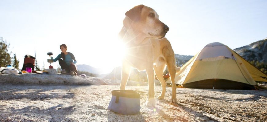 Dogs Also Go Camping