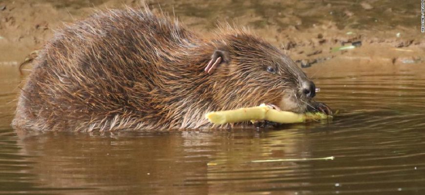 The Wild Beaver Saloon is exactly what you want out of a bar