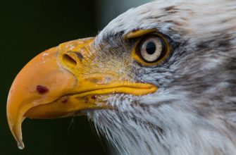 Taking The Hook Out Of Eagles Beak