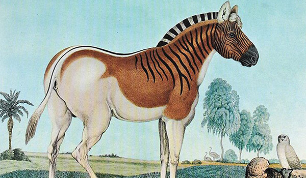 The quagga was more successful in choosing pastures than many of its relatives.