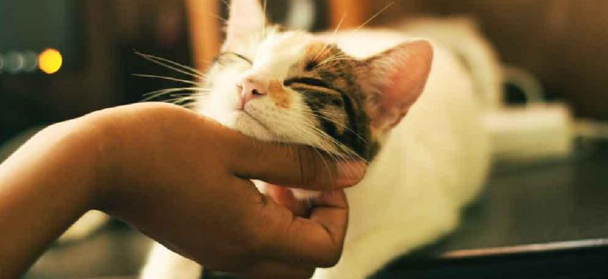 Woman Gave The Cat Haircuts Until She Had The Most Beautiful Fur