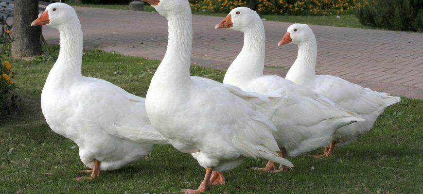 4 geese represent fidelity