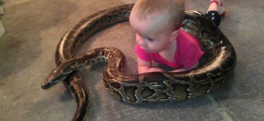 Father and child hold and feed python snake at zoo