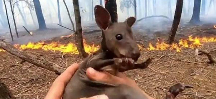An Australian firefighter's rescue of a fireman kangaroo joey