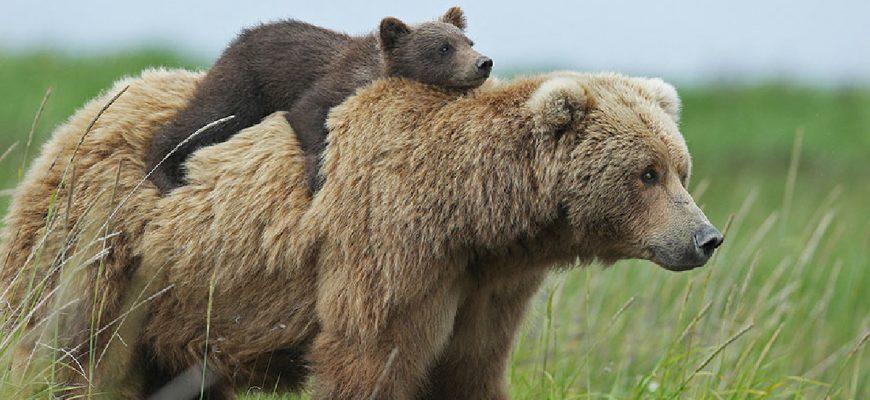 So Little baby Bear begins to make soup