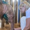 Rare albino baby elephant rescued