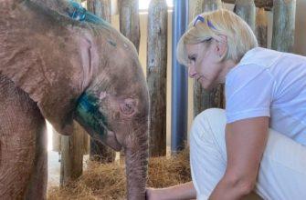 Rare albino baby elephant rescued
