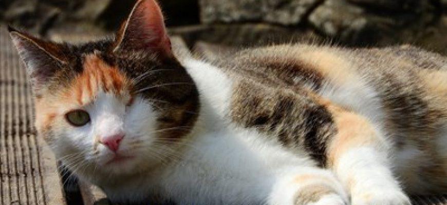 Caring for a blind cat isn't as difficul