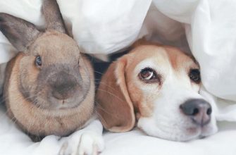 Target for bunny costume for dog you will love