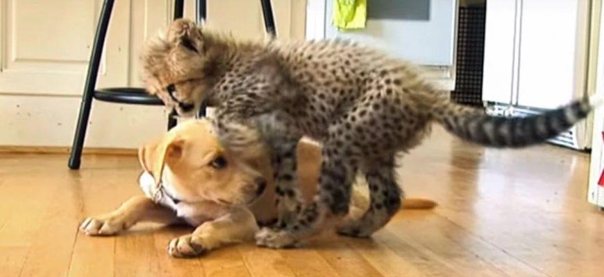 Coby the cheetah companion dog