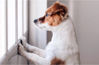 Dog Anxiety buying some scented water