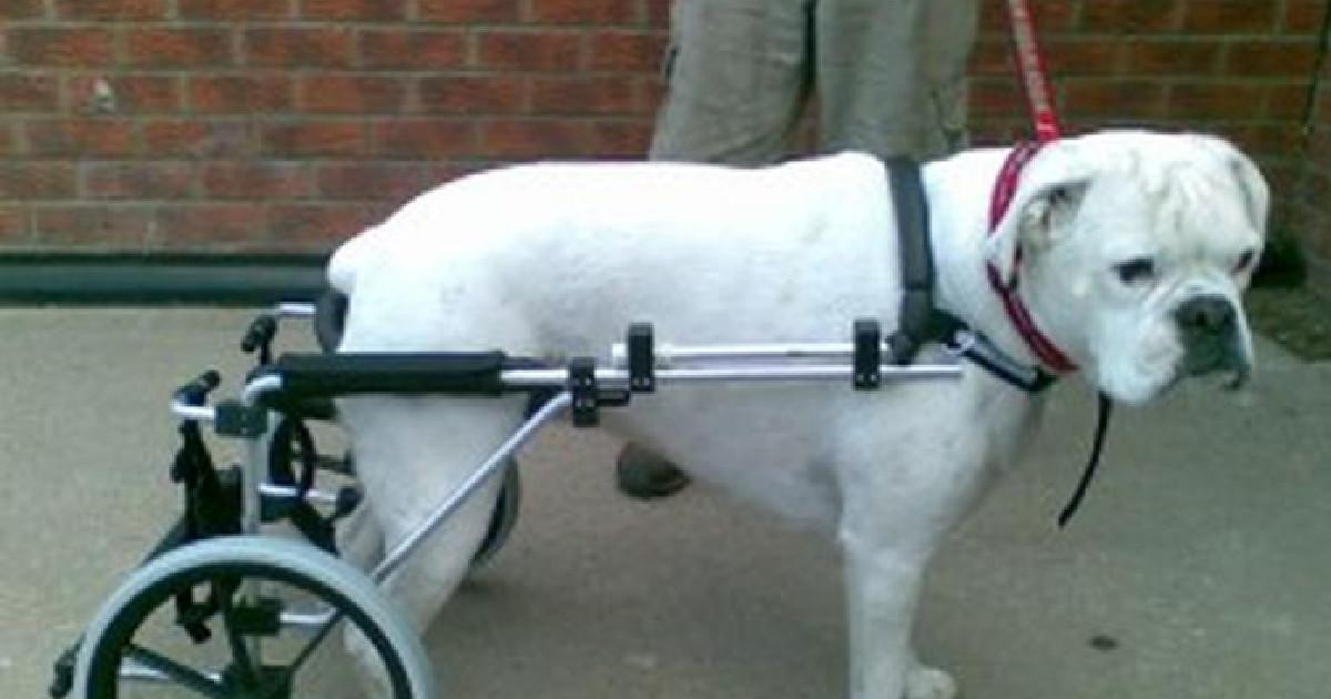Dog His Paralyzed Legs
