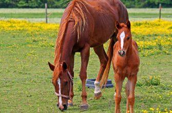 Mucho Macho Momma horse page