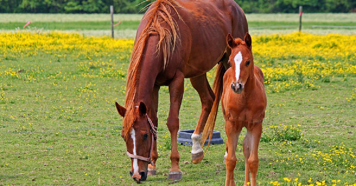 Momma horse sees her twin