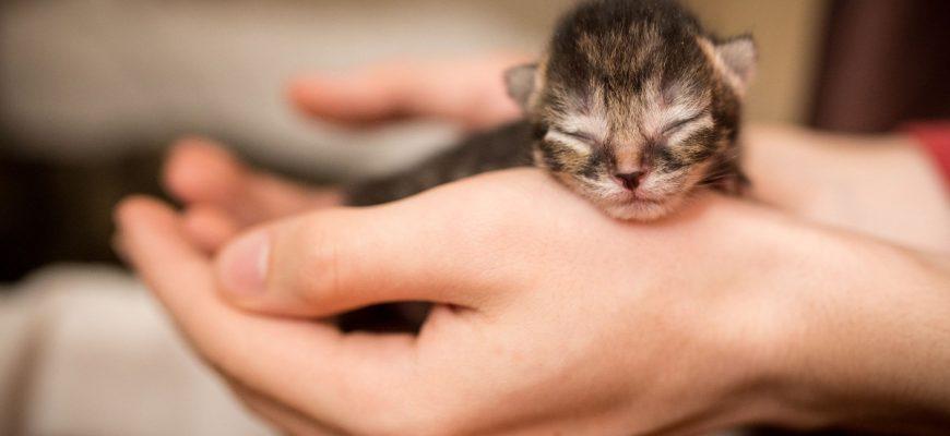 Newborn kittens need to feed every two to three hours