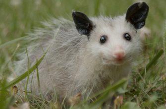 the opossum is a marsupial