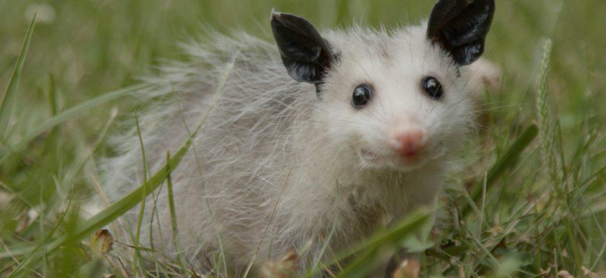 the opossum is a marsupial
