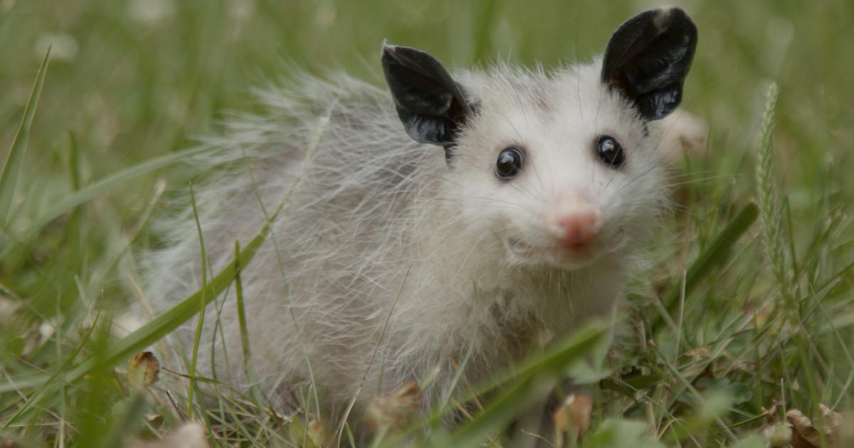 Rescued Opossum 