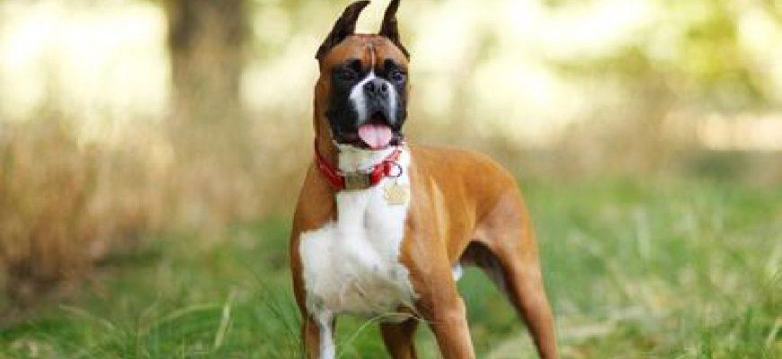 the boxer has a high need for companionship and exercise